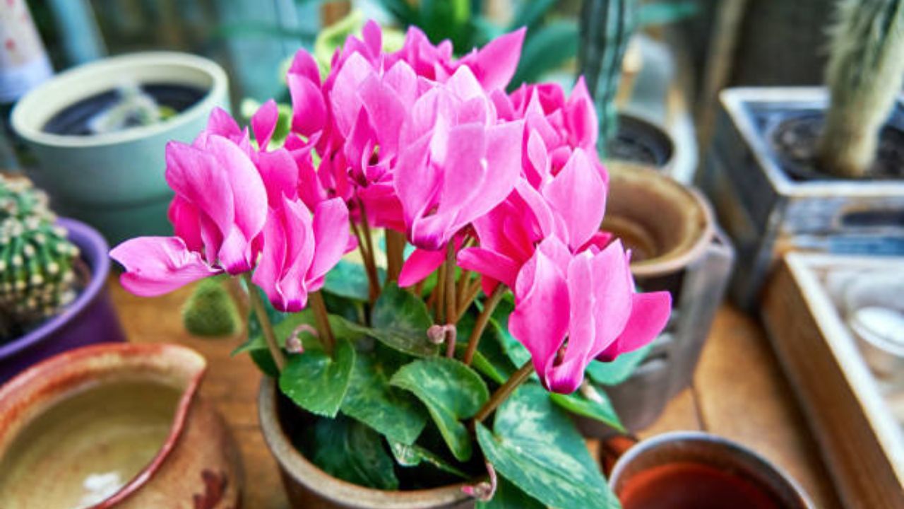 हृदयाच्या आकाराची सायक्लेमेन फुले पाहिल्यानंतर मनावरील तणाव आणि थकवा कमी होतो. सिरेमिक किंवा टेराकोटाच्या भांड्यात तुम्ही सायक्लेमेन रोप लावू शकता.