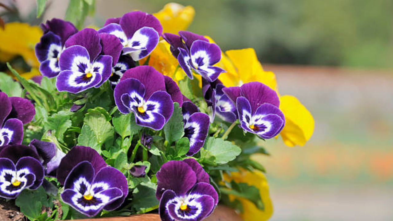 पॅन्सीची फुले हृदयाच्या आकाराची असतात आणि विविध रंगांमध्ये फुलतात. ही फुले थंड हवामानात वाढतात. पॅन्सीची फुलांचा वापर करून तुम्ही तुमची बाल्कनी आणखीनच खुलवू शकता.