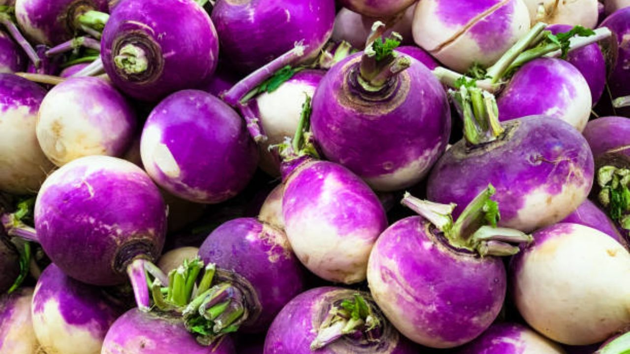 सलगम या भाजीकडे अनेक लोक कायमच दुर्लक्ष करतात. विटामिन सी आणि अँटीऑक्सिडंट्सने समृद्ध सलगम शरीरासाठी अतिशय पौष्टीक आहे. यामध्ये भरपूर प्रमाणात फायबर आढळून येते. 