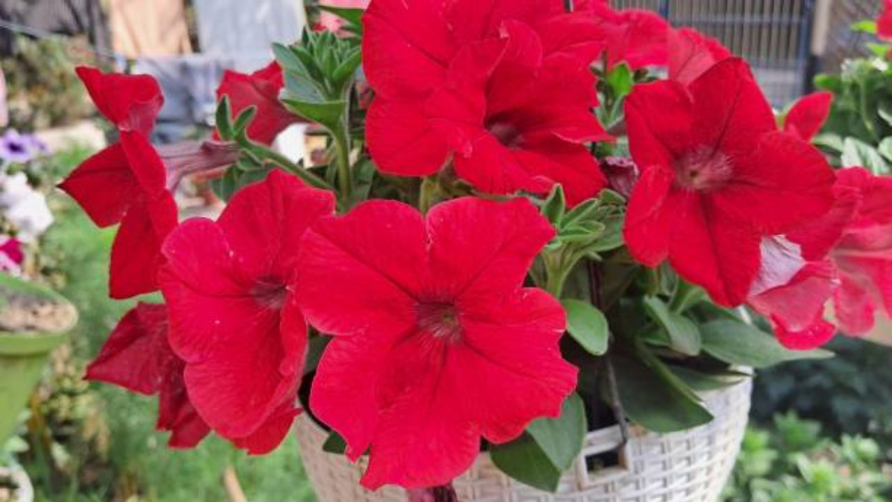 पेटुनिया हे अतिशय लोकप्रिय फुल आहे. हे फुल वाढण्यासाठी तेजस्वी सूर्यप्रकाश लागतो. याशिवाय जांभळी, गुलाबी, पांढरी आणि लाल अशा विविध रांगांमध्ये फुले येतात.