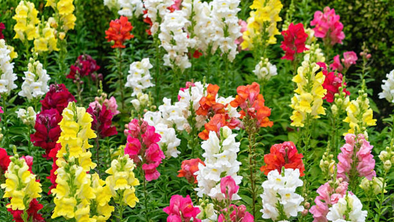 स्नॅपड्रॅगन ही फुले लहान मुलांना खूप जास्त आकर्षित करतात. बाल्कनीमध्ये लावल्यानंतर स्नॅपड्रॅगन फुलाचे झाड खूप जास्त उंच वाढते.