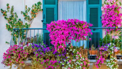 बाल्कनी नेहमीच फुलांनी राहील भरलेली! वर्षाच्या बाराही महिने ताजेतवानी राहतात ‘ही’ फुलांची रोप