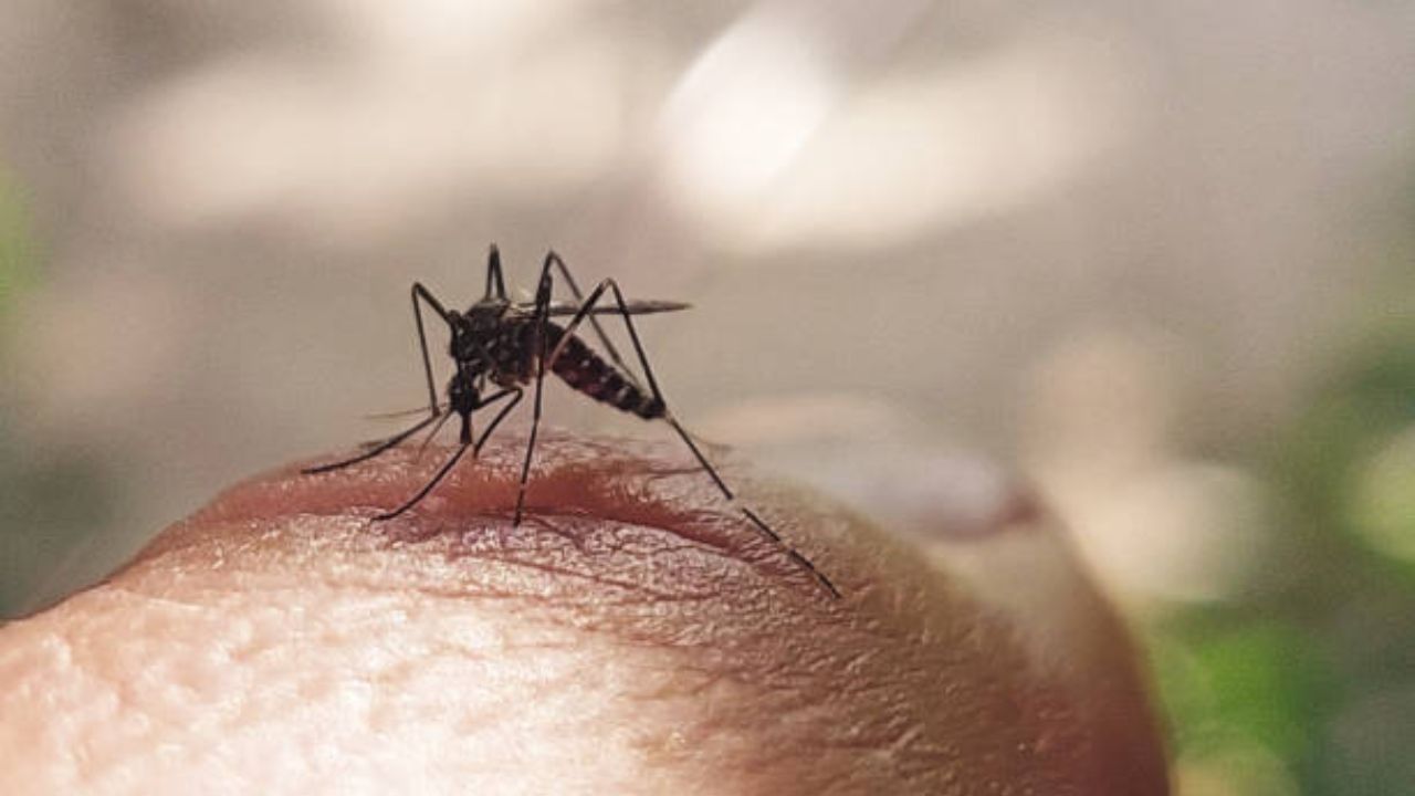 Dengue झाल्यानंतर किती दिवस ताप राहिल्यास होतो मृत्यू? जीव वाचवण्यासाठी ‘या’ पद्धतीने घ्या शरीराची काळजी, राहाल कायम हेल्दी