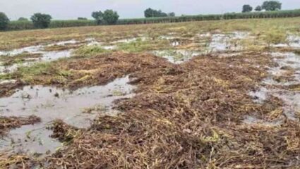 Akola: अवकाळी पावसाचा दणका! उगवलेला हरभरा वाया, बाळापूर तालुक्यातील शेतकऱ्यांवर दुबार पेरणीचे संकट