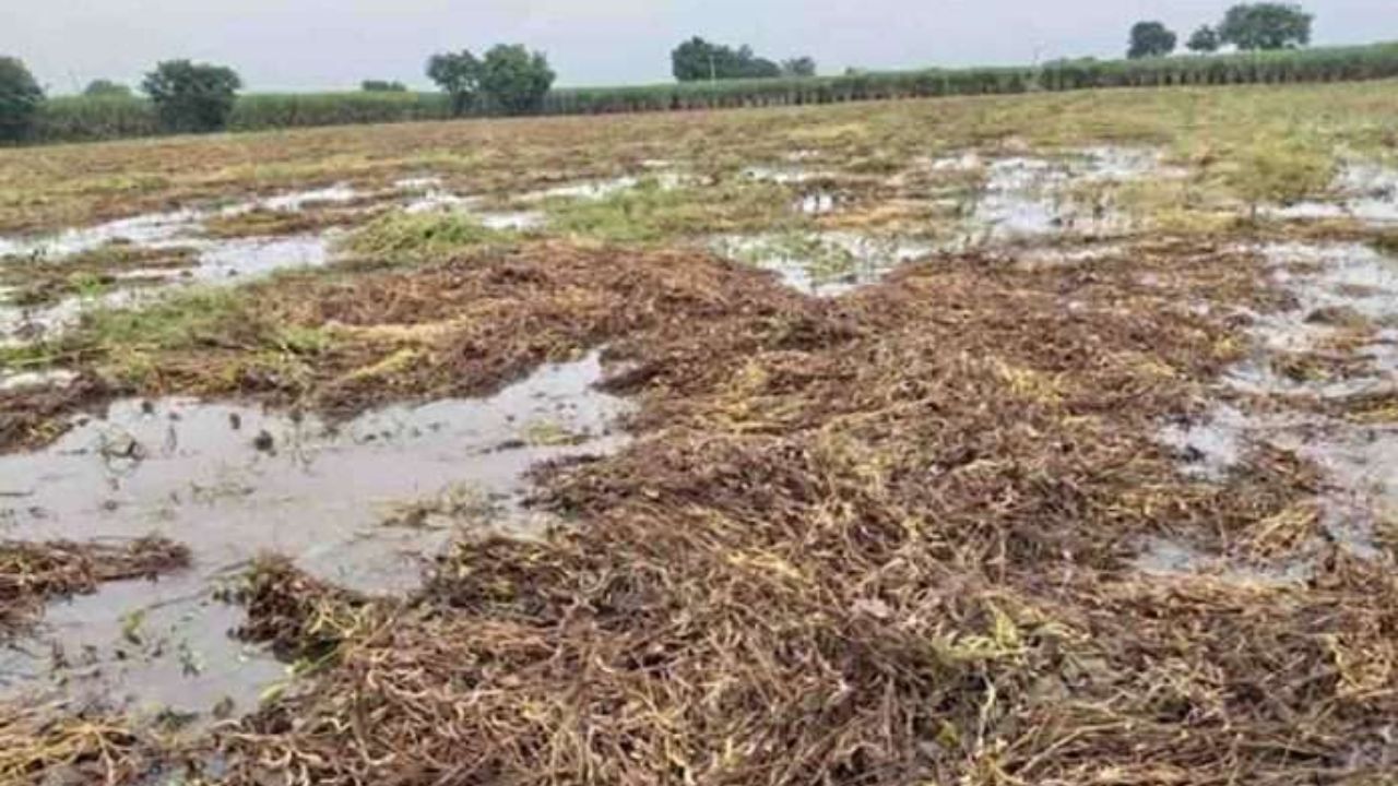 Akola: अवकाळी पावसाचा दणका! उगवलेला हरभरा वाया, बाळापूर तालुक्यातील शेतकऱ्यांवर दुबार पेरणीचे संकट
