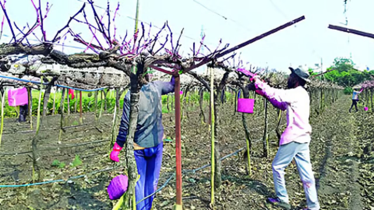 Nashik News: द्राक्ष उत्पादक शेतकरी संकटात! दीड लाख हेक्टरवरील द्राक्ष बागा कुजल्या; बागा वाचवण्यासाठी शेतकऱ्यांचे अथक प्रयत्न