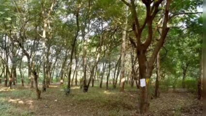 Nashik News: साधूग्रामचा ले-आऊट बदलण्याची तयारी; वृक्षतोडीच्या विरोधामुळे प्रशासन दोन पावले मागे