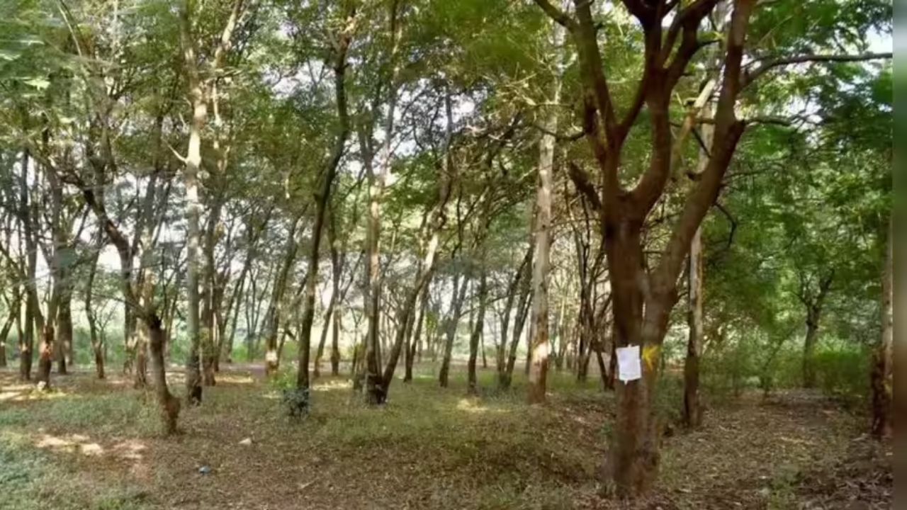 Nashik News: साधूग्रामचा ले-आऊट बदलण्याची तयारी; वृक्षतोडीच्या विरोधामुळे प्रशासन दोन पावले मागे