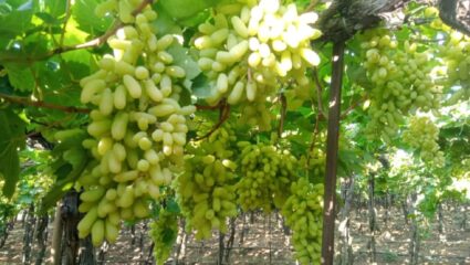 Grape farmers crisis:अतिवृष्टीमुळे यंदाचा द्राक्ष हंगाम वाया; नवीन द्राक्ष बागा उभारणीसाठी शेतकऱ्यांकडून पॅकेजची मागणी