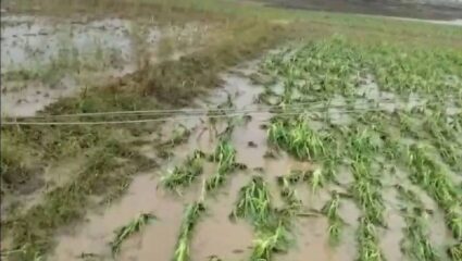 Jalna News: २४ कोटींच्या  घोटाळ्याचा पर्दाफाश; कृषी अधिकाऱ्यासह सात जणांना अटक