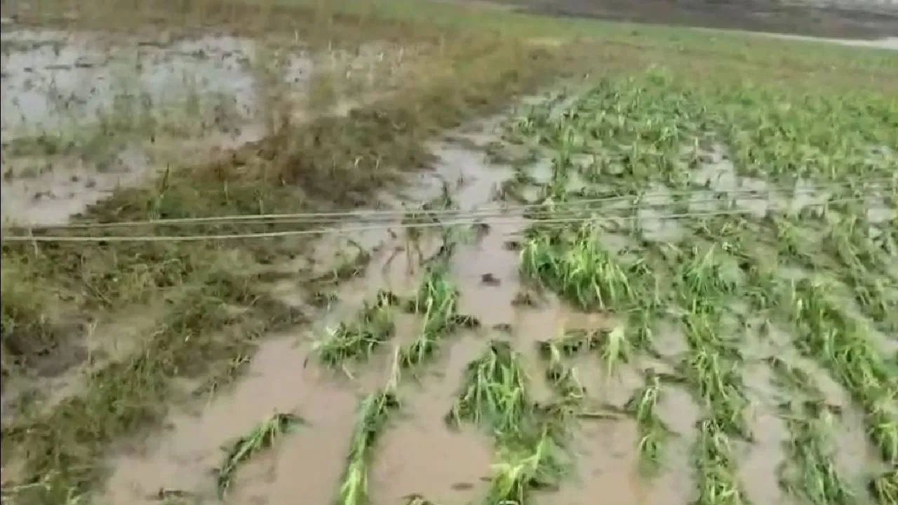 Jalna News: २४ कोटींच्या  घोटाळ्याचा पर्दाफाश; कृषी अधिकाऱ्यासह सात जणांना अटक