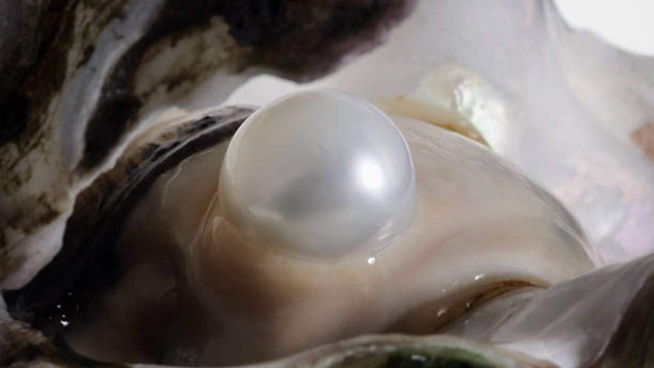 मोती दागिन्यांचा उल्लेख प्राचीन ग्रीक आणि रोमन संस्कृतीपासून ते भारतीय आणि महाराष्ट्रीयन परंपरेपर्यंत आहे.  प्राचीन काळात मोती हे दैवी किंवा राजेशाहीचे प्रतीक मानले जायचे. आकर्षक आणि बहुउपयोगी रत्न म्हणून सगळीकडे मोत्यांची ओळख आहे. 