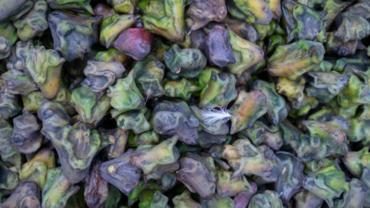 शिंगाड्याचे सेवन केल्यामुळे शरीरातील पाण्याची कमतरता दूर होते. कमीत कमी पाण्याचे सेवन केल्यामुळे शरीर डिहायड्रेट होण्याची शक्यता असते.