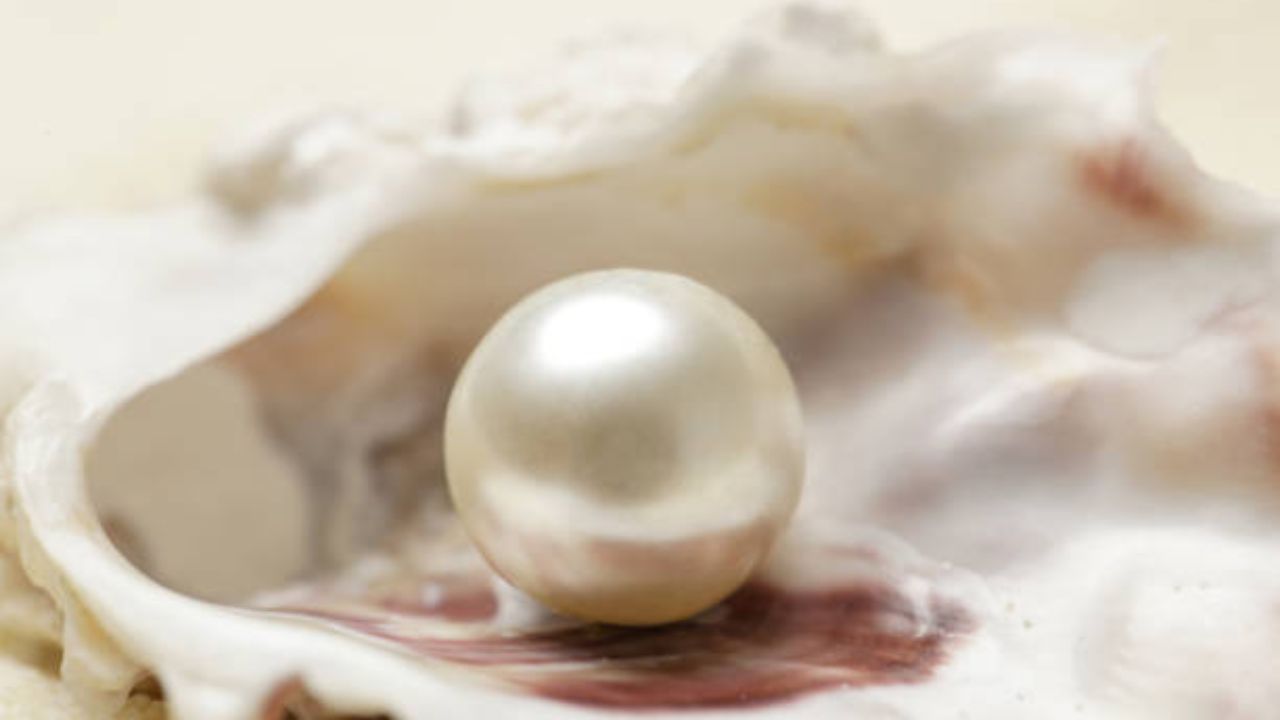 २० व्या शतकाच्या सुरुवातीपर्यंत १०० फूट खोल जाऊन मोती गोळा केले जायचे. एक टन शिंपल्या जमा केल्यानंतर त्यातून केवळ ३ किंवा ४ अस्सल मोती मिळत असे. गोळा केलेले मोती राजघराण्यांतील लोकांसाठी राखीव ठेवण्यात आले होते. 