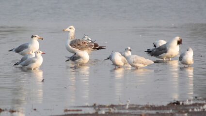 Chhatrapati Sambhajinagar: जायकवाडीत पक्ष्यांचा किलबिलाट ओसरला; यंदाच्या गणनेत ४ हजारांची घट, निसर्गप्रेमींचा हिरमोड