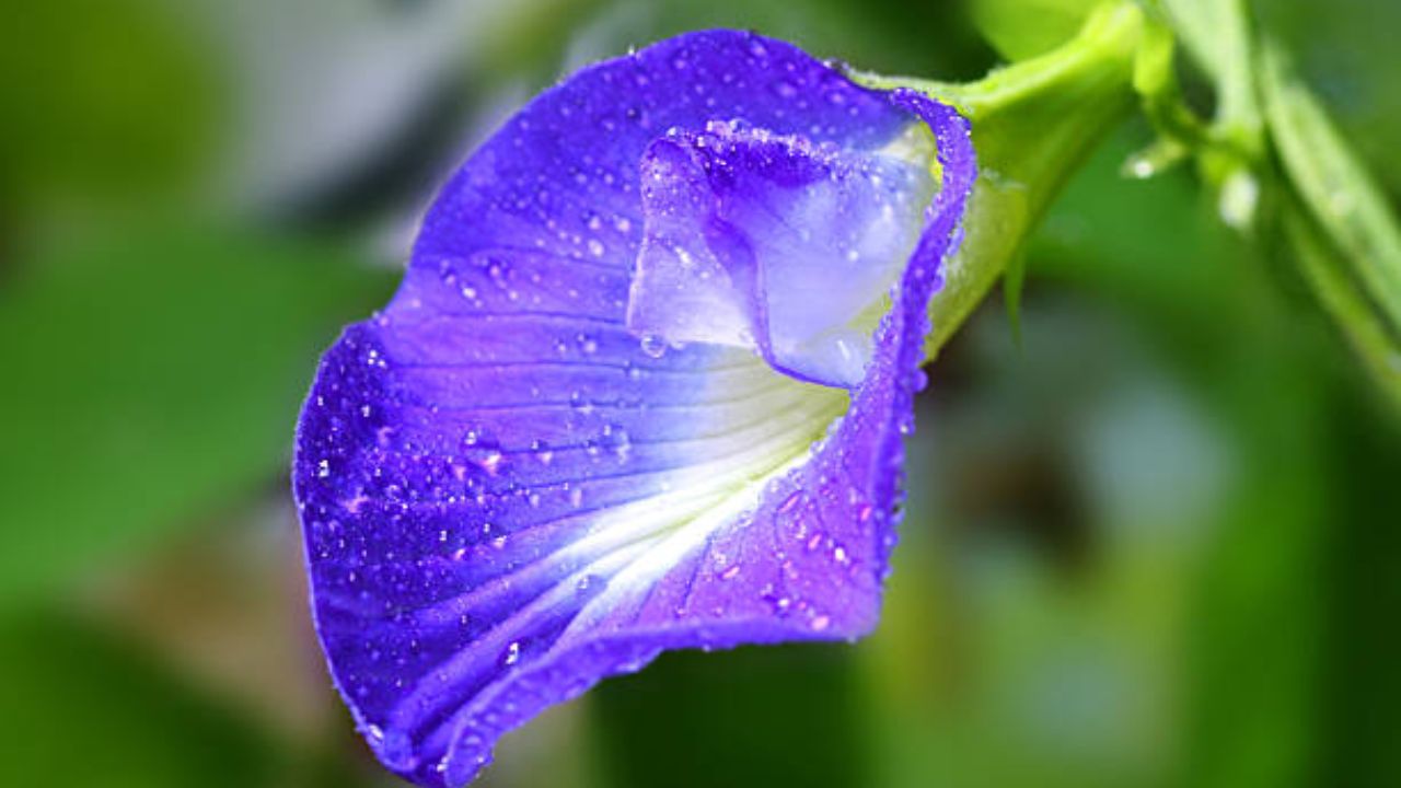 प्रत्येक घरात असायला हवी गोकर्णाच्या निळ्या फुलांची वेळ.. ! जाणून घ्या गोकर्णाच्या फुलांचा चहा पिण्याचे फायदे