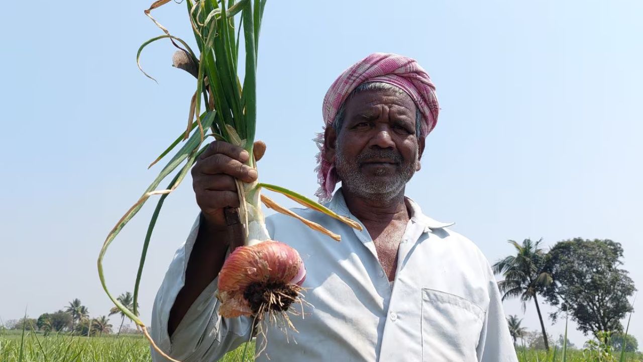 Farmers News: शेतकऱ्यांचे गणित बिघडले! कांदा लागवडीत मजुरी खर्च आकाशाला भिडला