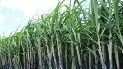 Kolhapur News : ऊसदर आंदोलनाला हिंसक वळण; कर्नाटक सीमेवर ठोकले तंबू, ऊसवाहतूक रोखण्यासाठी ‘स्वाभिमानी’ सज्ज