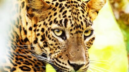 Ahilyanagar News: बिबटाच्या हल्ल्याचा अजून एक शिकार! महिलेला गमवावा लागला जीव