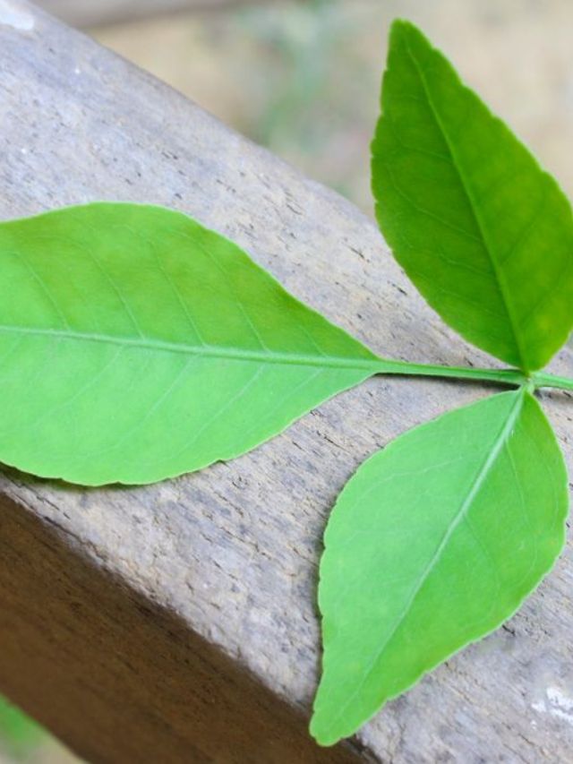 बेलपत्राची पाने चावून खाण्याचे काय आहेत फायदे