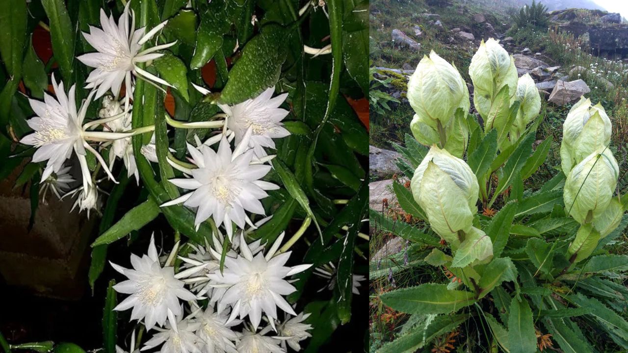 तुमच्या घरातील ब्रह्मकमळ खरं की खोटं ? जाणून घ्या कसं ओळखायचं?