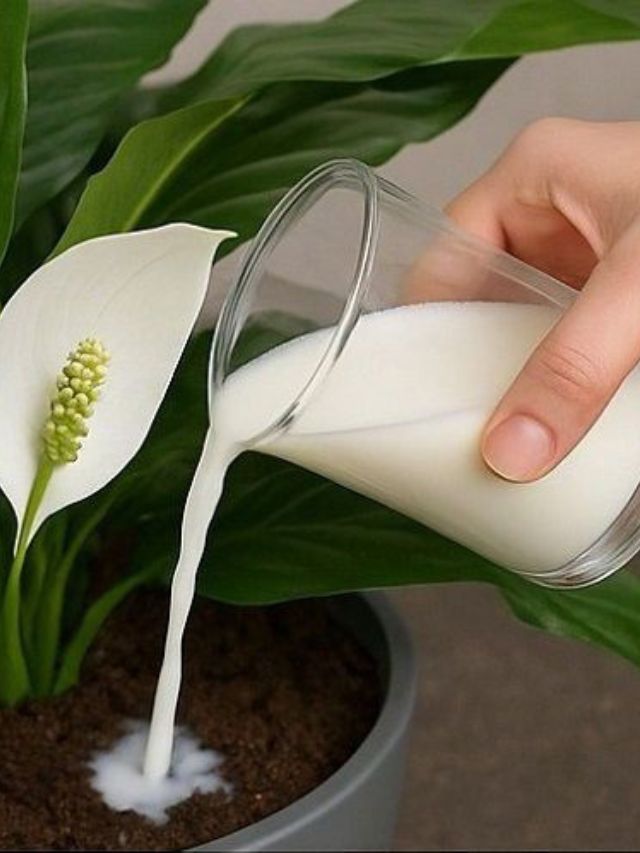 झाडांच्या मुळांना ताक का घातले जाते? हे आहे शास्त्रीय कारण