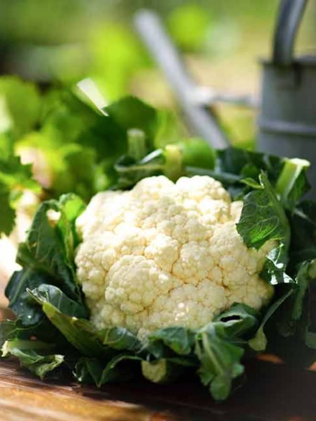 फ्लॉवर खाल्ल्याने शरीराला होतात हे फायदे