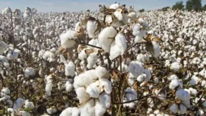 Maharashtra Monsoon : कापूस झाला मातीमोल! पावसाच्या तडाख्याने शेतकरी झाला हतबल