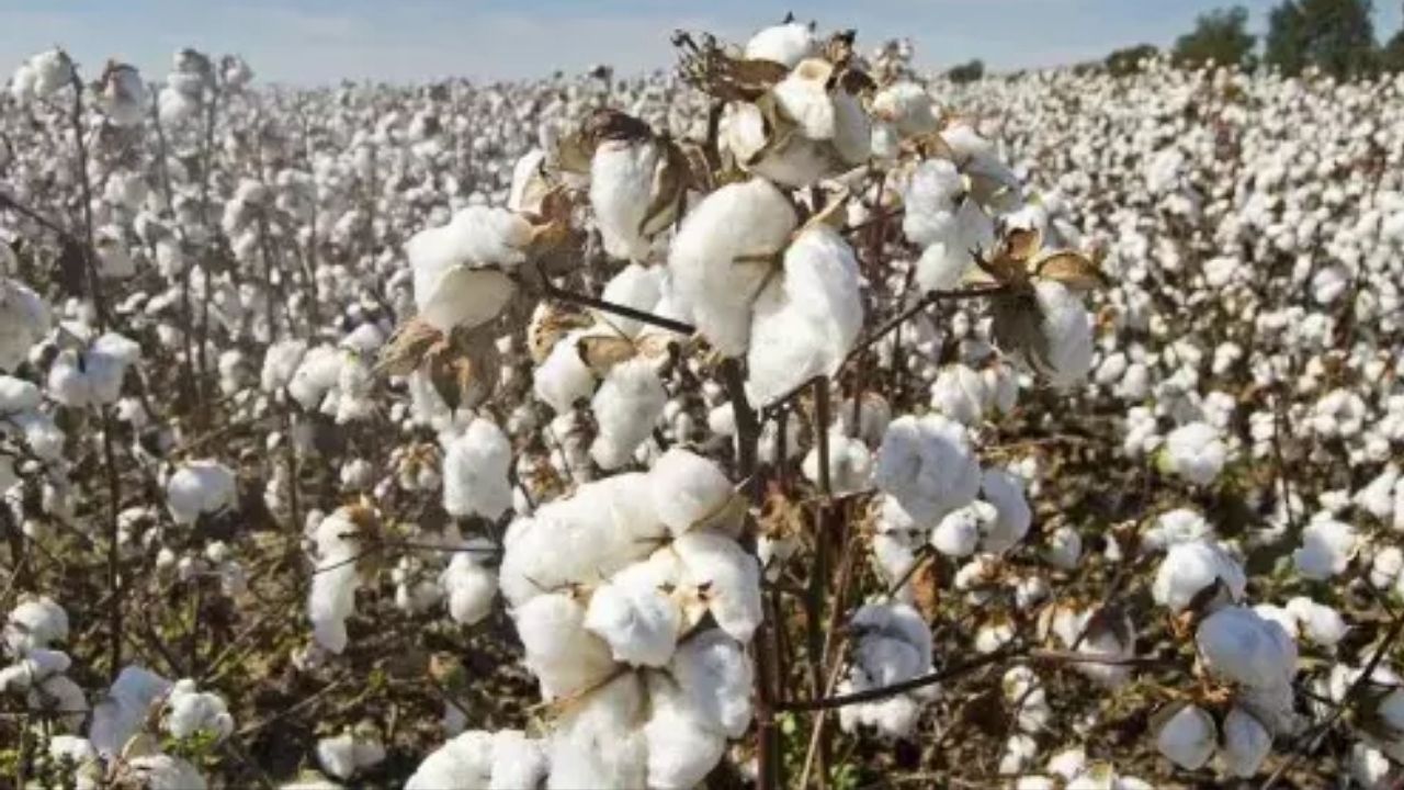 Maharashtra Monsoon : कापूस झाला मातीमोल! पावसाच्या तडाख्याने शेतकरी झाला हतबल