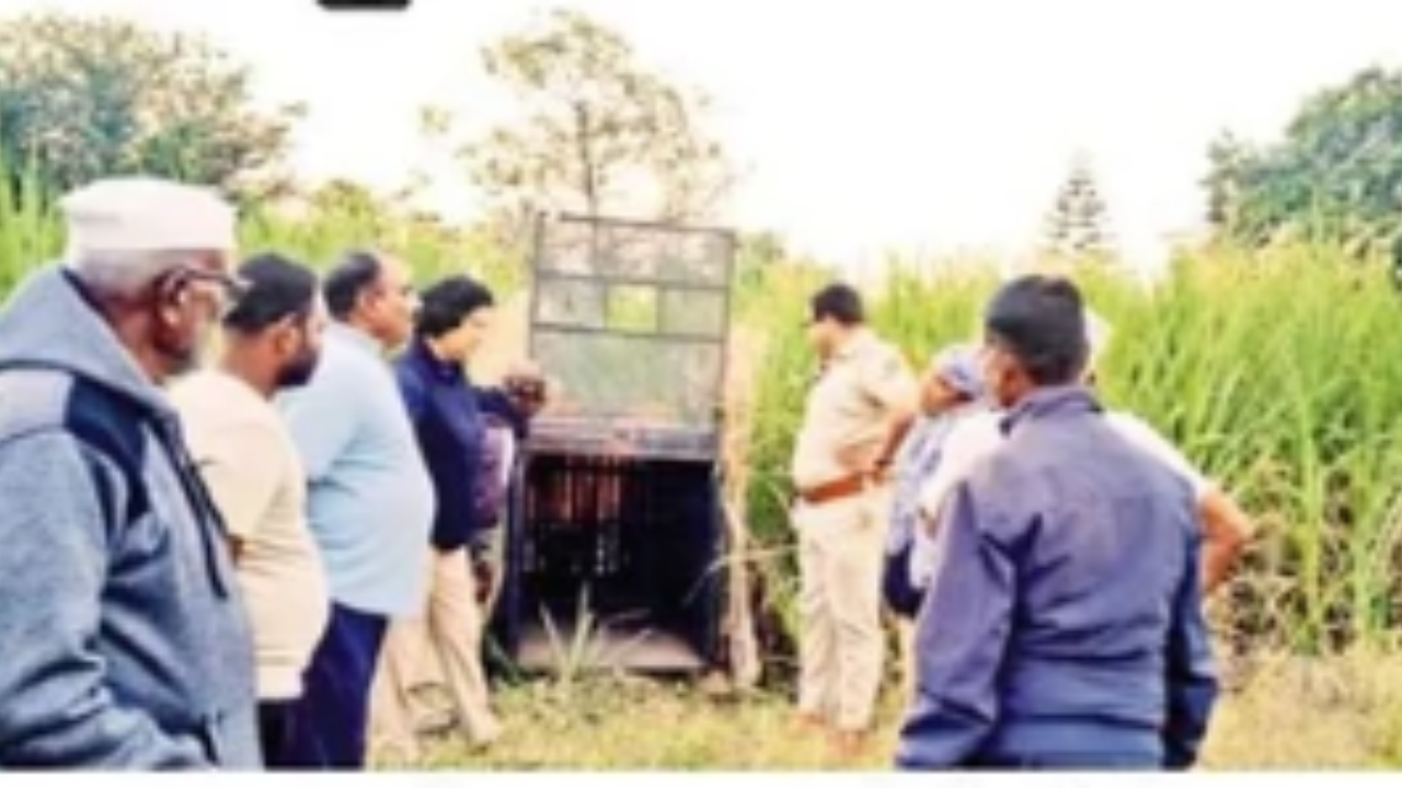 दौंड तालुक्यात वनविभाग Action मोडवर, बिबट्याला जेरबंद करण्यासाठी 9 ठिकाणी लावले पिंजरे