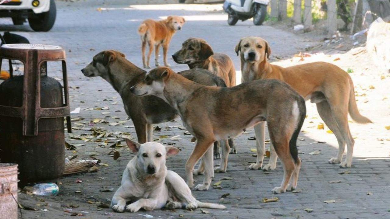 Thane News : “…अन्यथा मोकाट श्वानांना पालिकेत सोडून देऊ”; अ‍ॅड. रोहिदास मुंडे यांचा इशारा