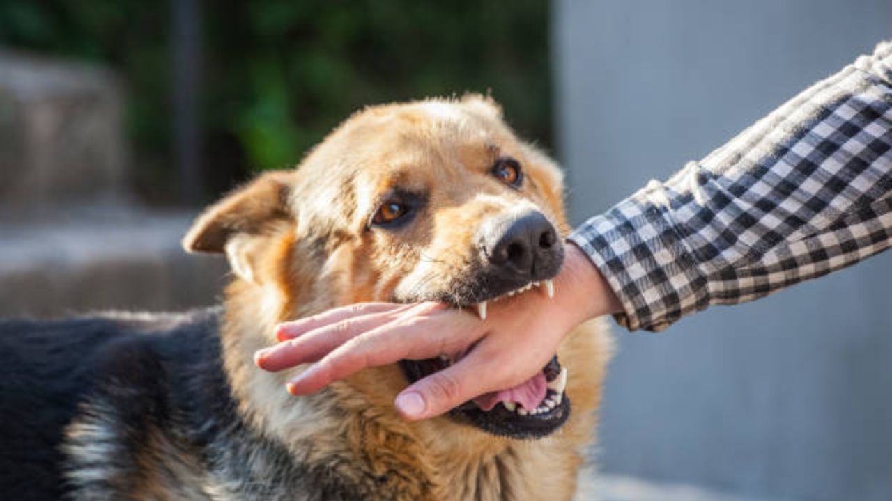 कुत्र्याला पाहून इलेक्ट्रिशियन कामगार घाबरला; पळताना तिसऱ्या मजल्यावरून पडला अन्…