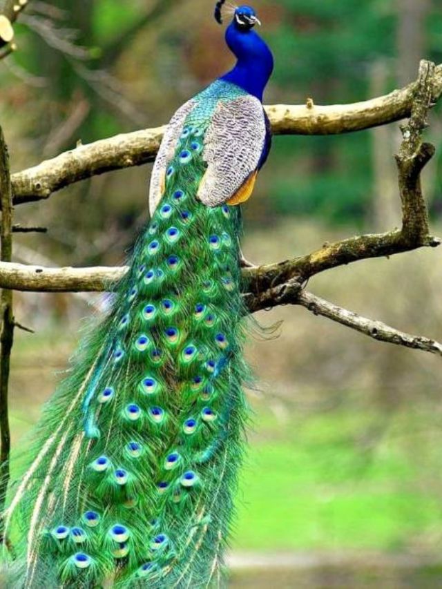 तुम्हाला माहितेय राष्ट्रीय पक्षी मोर किती वर्ष जगतो?