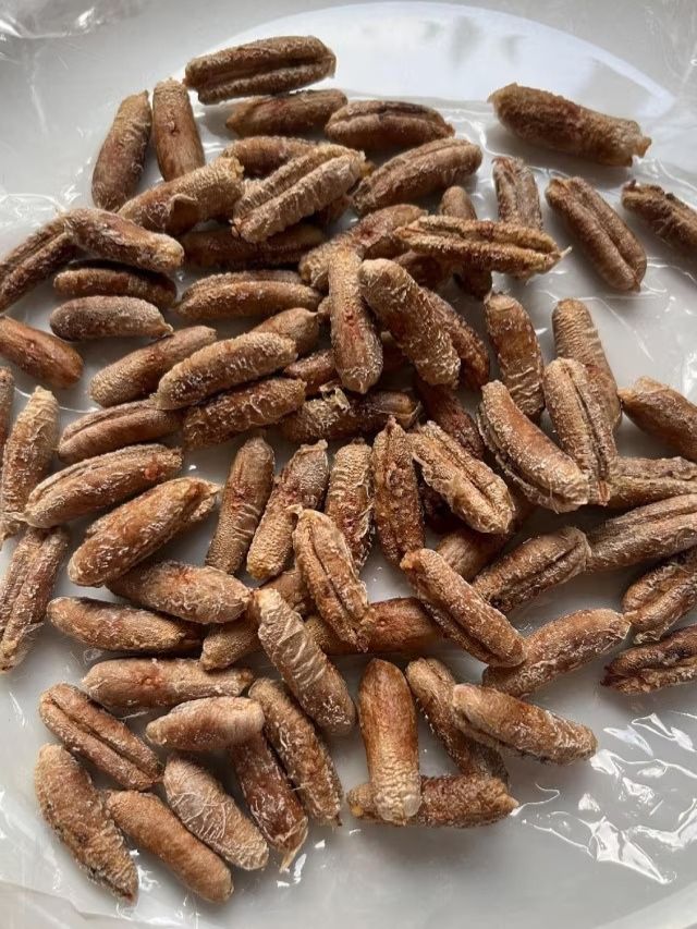 खजूराच्या बियांचे होतात अनेक फायदे, जाणून घ्या