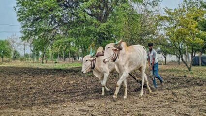 Agriculture Loan : “शेतकऱ्यांना कर्ज बेबाकीतून वगळा, सातबारा आहे म्हणून शेतकरी म्हणायचे का?”