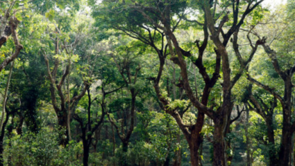 सर्वोच्च न्यायालयाचा निकाल, मुंबई महानगरसह लाखो शेतकऱ्यांना लाभ