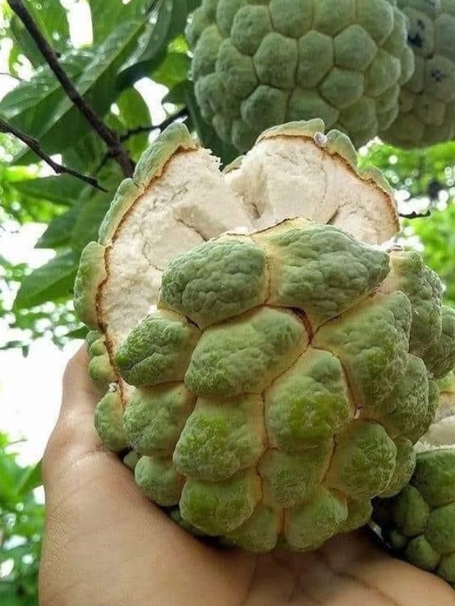 'हा' आजार असलेल्यांसाठी सिताफळ म्हणजे विष