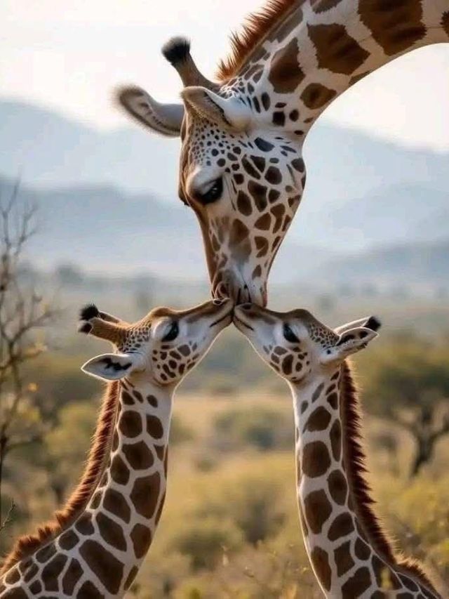 डोळे उघडे ठेवून झोपतात हे प्राणी