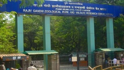 राजीव गांधी प्राणी संग्रहालयाच्या तिकीट दरवाढीला महापालिकेची मंजुरी; ‘असे’ असतील नवीन दर
