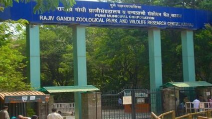 राजीव गांधी प्राणी संग्रहालयात झेब्रा, सिंह, माकड‌ ‌दाखल होणार; तिकिट दरात 50 टक्क्यांची वाढ?