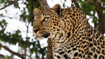 Ahilyanagar News: निशब्द! जन्मदात्या आईसमोरच बिबट्याने घेतला चिमुरड्याचा बळी, राधाकृष्ण विखे पाटील वनविभागवर संतापले