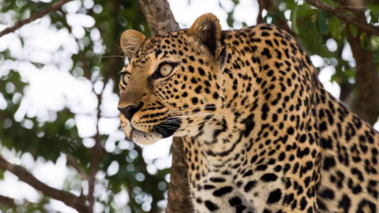 Ahilyanagar News: निशब्द! जन्मदात्या आईसमोरच बिबट्याने घेतला चिमुरड्याचा बळी, राधाकृष्ण विखे पाटील वनविभागवर संतापले