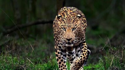 Kolhapur News : गगनबावड्यात बिबट्याची दहशत; वन विभागाने त्वरित उपाययोजना करावी, ग्रामस्थांची मागणी