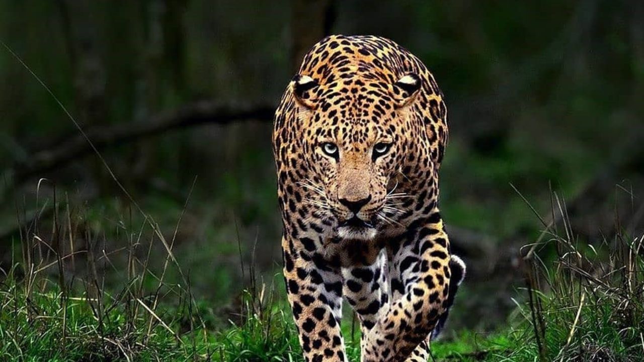 Kolhapur News : गगनबावड्यात बिबट्याची दहशत; वन विभागाने त्वरित उपाययोजना करावी, ग्रामस्थांची मागणी