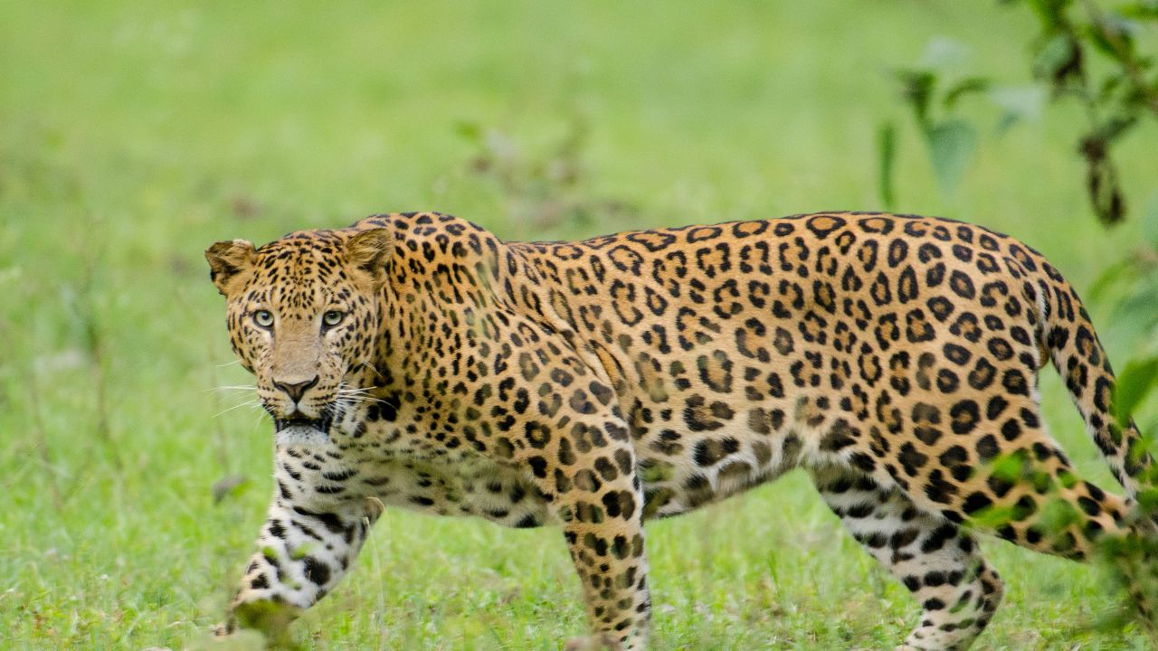 Pune Aundh Leopard : औंधमध्ये दिसला बिबट्या; काय आहे वनविभागाचे स्पष्टीकरण