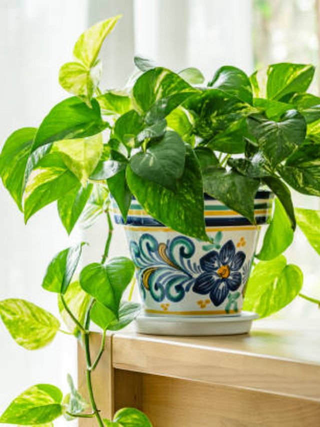 मनी प्लांटच्या मातीत दूध मिसळल्यास काय होते