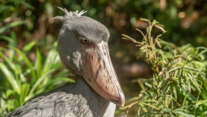 हाच काय तो Angry Bird! दिसायला रागीट, जगातील सगळ्यात विचित्र पक्षी