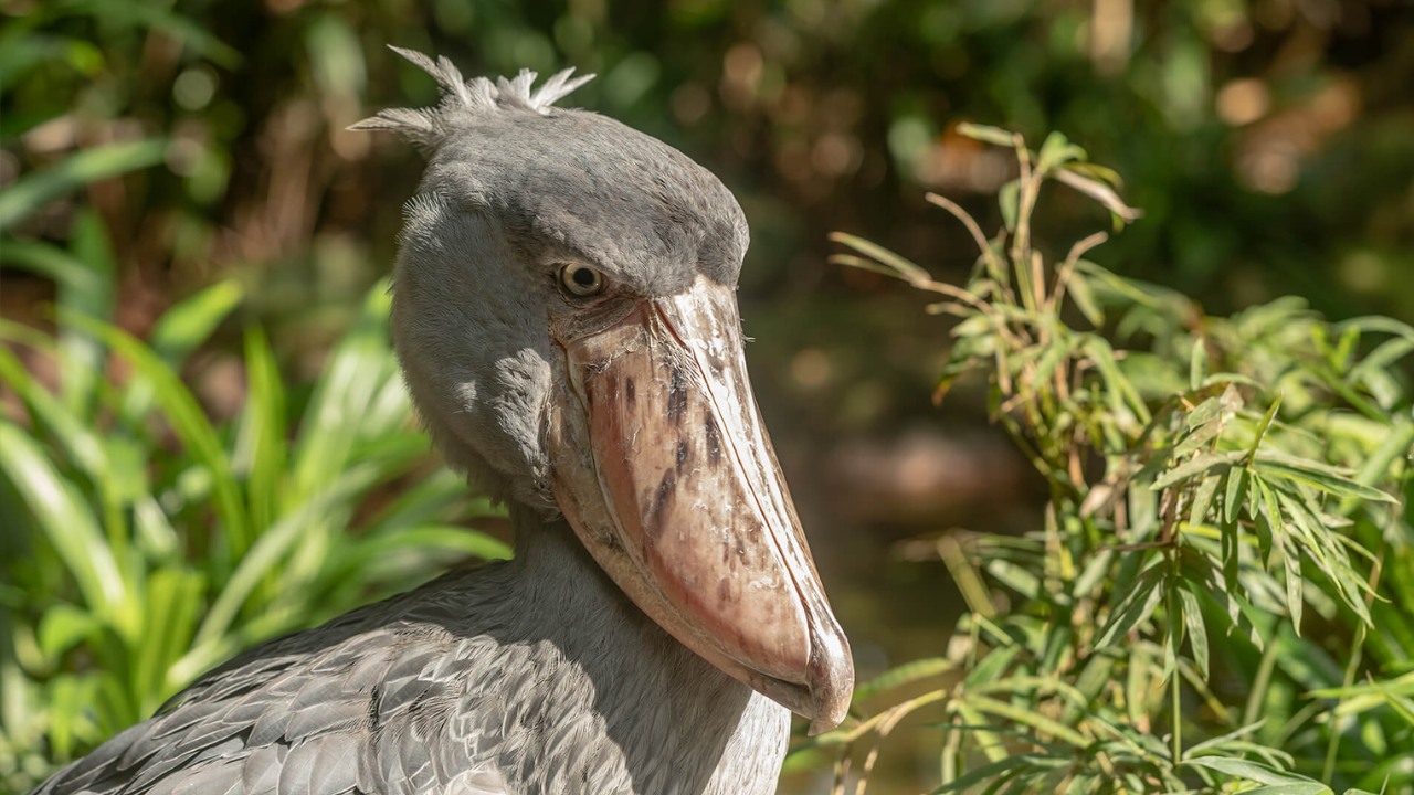 हाच काय तो Angry Bird! दिसायला रागीट, जगातील सगळ्यात विचित्र पक्षी