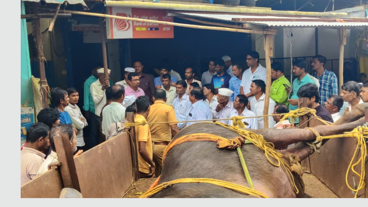 विम्याची भरपाई द्यावी अन्यथा मेलेली म्हैस पदरात घ्यावी… शेतकऱ्याची बॅंकेकडे उद्विग्न मागणी