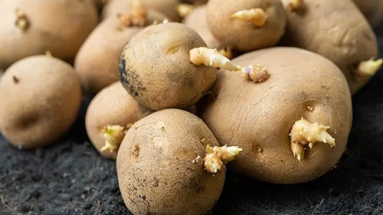 लक्षात ठेवा.बटाटा कितीही आवडता असला तरी अंकुरलेला किंवा हिरवा बटाटा खाणं म्हणजे आरोग्याशी खेळ करणं होय. सुरक्षित साठवण आणि योग्य निवड हेच निरोगी आहाराचं पहिलं पाऊल आहे.   